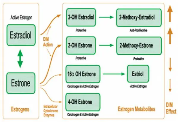 a schematic showing the breakdown of estradiol into various estrogen metabolites and the impact DIM has on this process. 