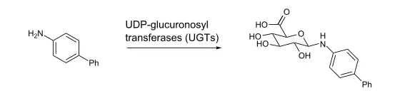 an equation showing the impact that calcium d glucarate has on UDP-glucuronosyl transferases. 