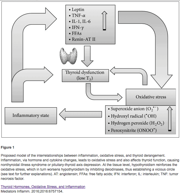 inflammation promotes thyroid dysfunction