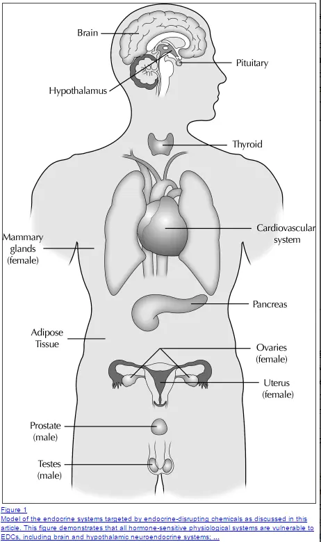 a diagram of the human body with arrows pointing to the various endocrine systems and major tissues that regulate them.