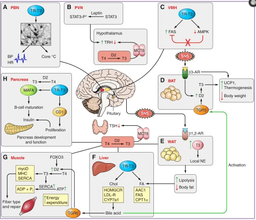 the complex relationship between t3 thyroid hormone on the brain and other tissues in the body