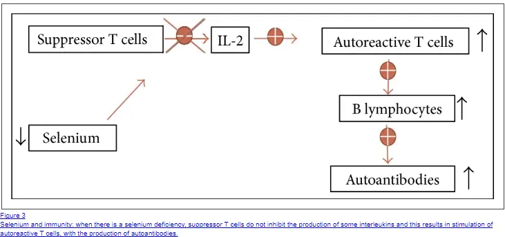 how selenium impacts il2 and b lymphocytes