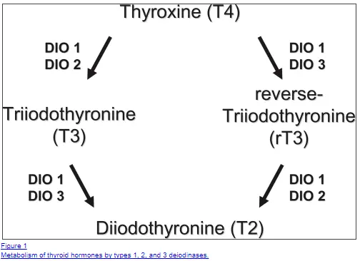 how deiodinases impact t4 thyroid hormone