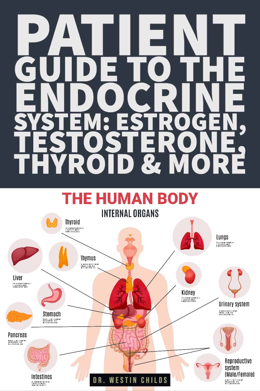 patient guide to the endocrine system estrogen, testosterone, thyroid & more