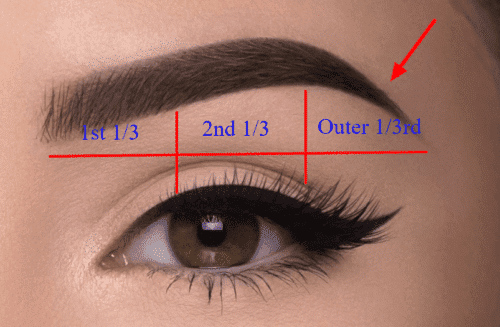 thyroid eyebrow hair loss occurs in the outer one third of the eyebrow