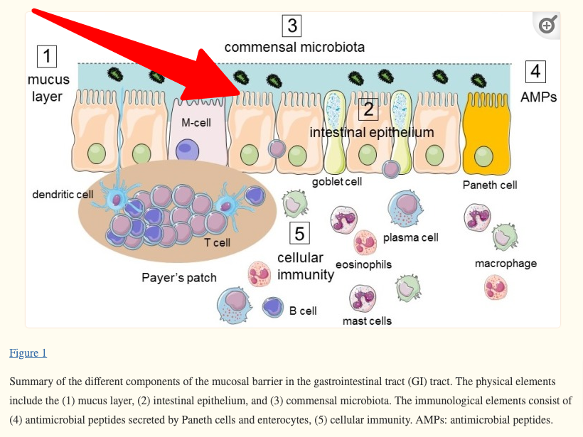 mucosal barrier in the gastrointestinal tract