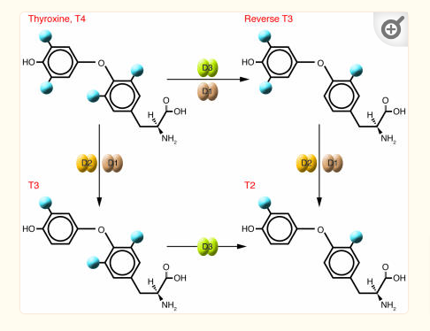 thyroid conversion pathway from T4 to rT3 and T4 to T3