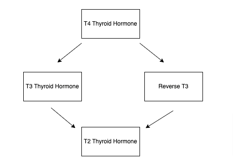 thyroid hormone conversion process