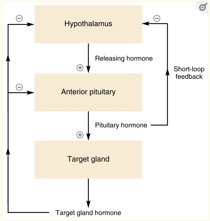 generic hormone feedback loop system in the body