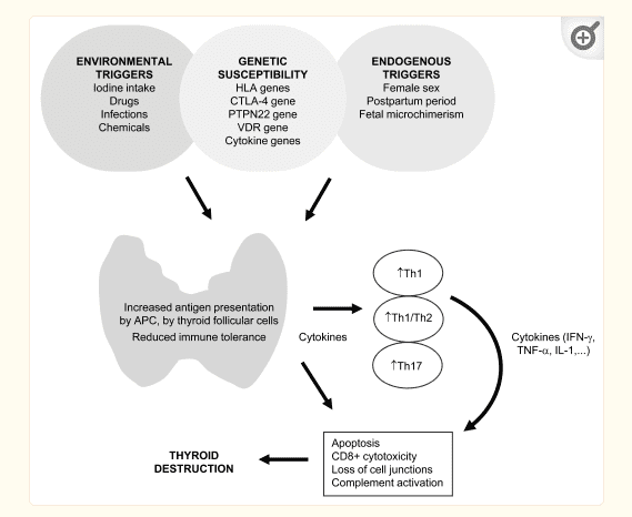 factors which trigger hashimoto's