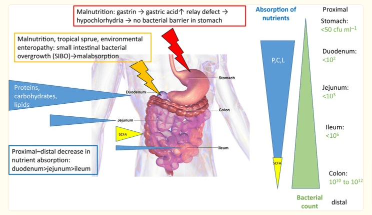 how malnutrition and low stomac acid impact gut health