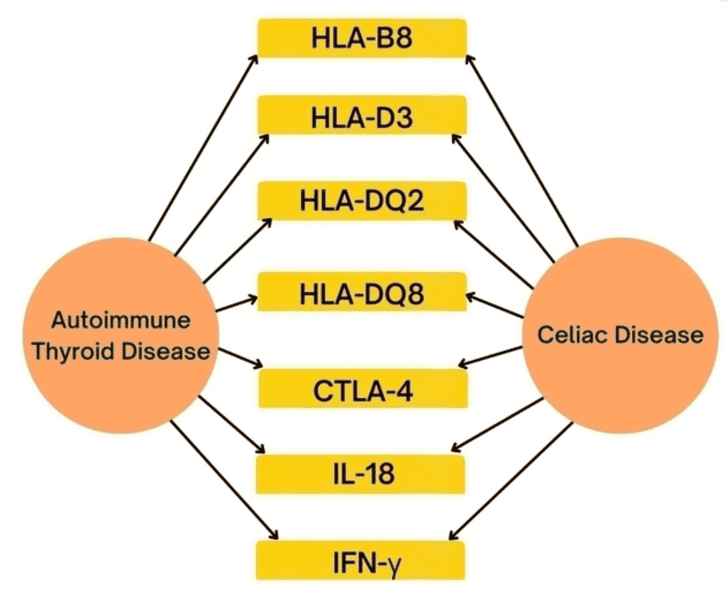 shared genetics between celiac disease and autoimmune thyroid disease