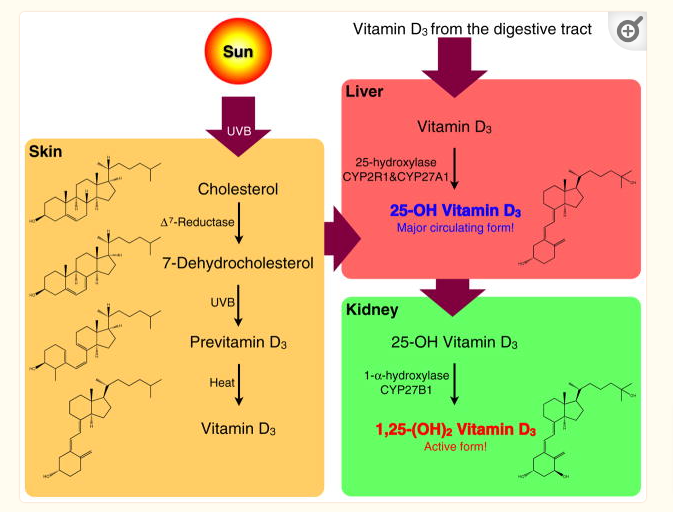 the metabolism of vitamin d in the skin, liver, and kidney