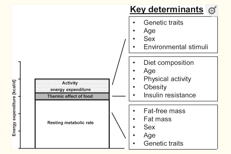 factors that determine your resting metabolic rate