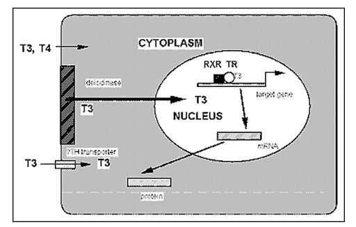 how thyroid hormone works at the cellular level