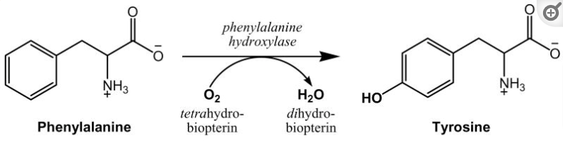 tyrosine metabolism from phenylalanine