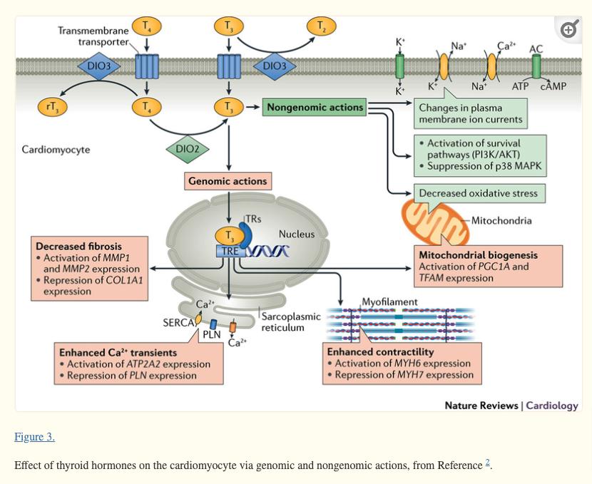 the complex relationship between thyroid hormone and cardiac function