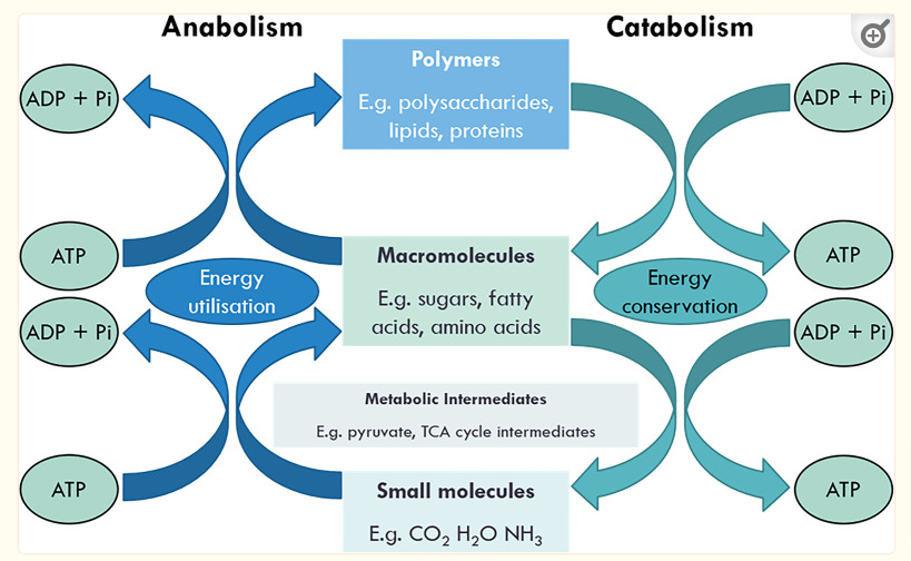 the difference in catabolism and anabolism