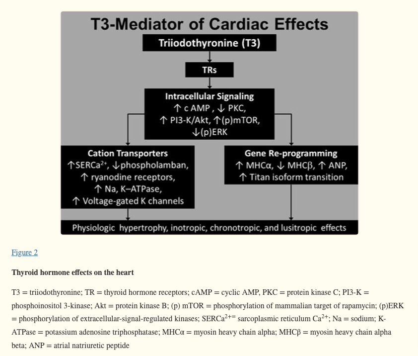 the effects of t3 thyroid hormone on the heart