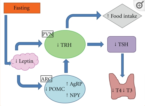 the relationship between food intake, leptin, thyroid function, and the brain