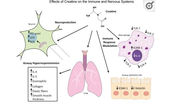 effects of creatine on the immune system