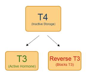 the conversion of t4 to T3 and reverse T3 with the primary functions of each metabolite.