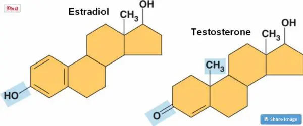 molecular structure of estradiol and testosterone