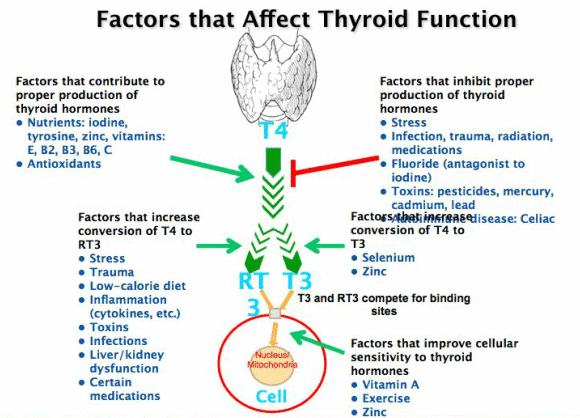 different factors that impact thyroid function and thyroid conversion