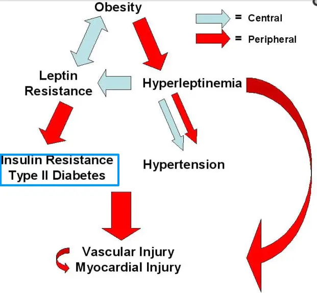 the relationship between leptin levels and insulin levels 