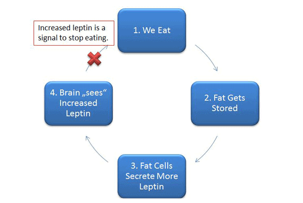 How leptin is supposed to work