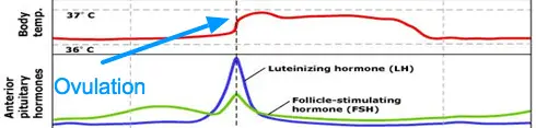 a diagram showing basal body temperature over time throughout the menstrual cycle with an arrow pointing at ovulation. 