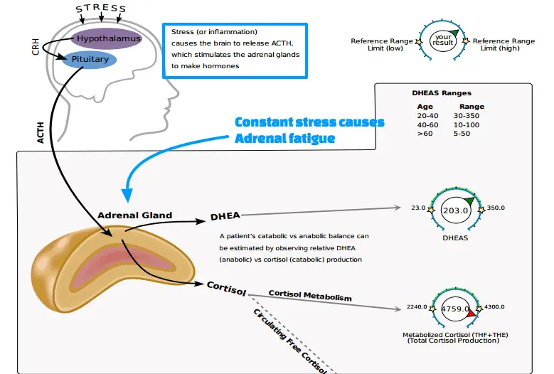 a figure which shows the impact of the hypothalamus and pituitary gland on the adrenal gland. 