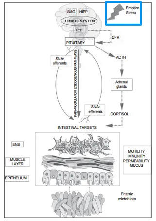 a schematic showing how emotion and stress trigger a cascade of changes that ultimately influence gut health and intestinal permeability. 