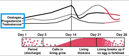 a figure showing the 28 day standard menstrual cycle with estrogen, progesterone, and testosterone levels mapped throughout. 