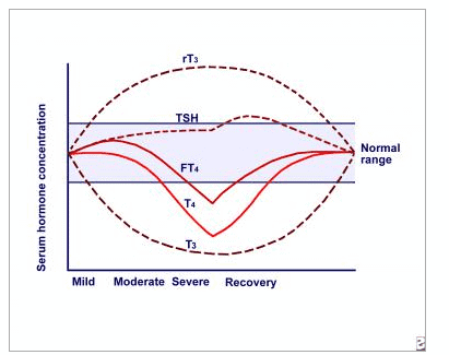 graph describing the relationship between serum hormone concentration and disease severity with all thyroid hormones listed.