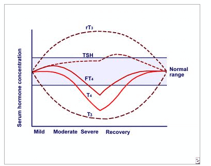 A graph of thyroid hormone concentration and disease severity with various thyroid lab tests listed that highlights how they change with disease severity. 