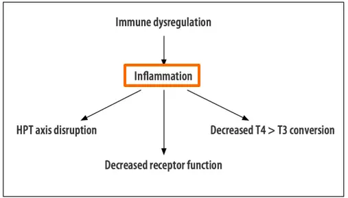 diagram which outlines the impact that inflammation and immune dysregulation have on the HPT axis, thyroid conversion, and thyroid receptor function. 