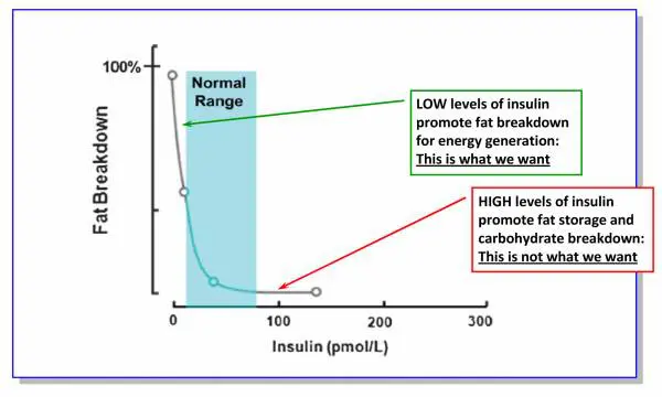 graph outlining the impact of high insulin on the body's ability to burn fat tissue. 