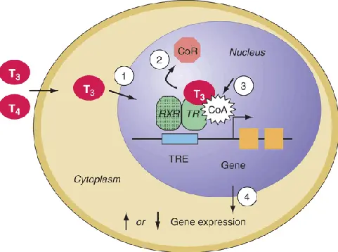 Thyroid hormone receptor