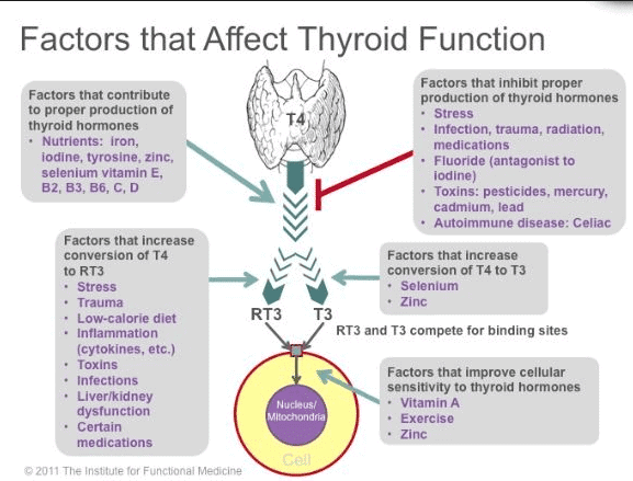 a diagram of thyroid function with arrows pointing toward various areas of thyroid function showing how different factors can influence them. 