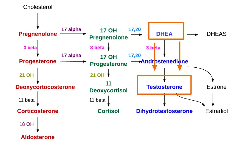 cholesterol metabolism with DHEA and testosterone highlighted to emphasize their role in the process. 