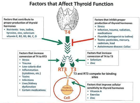 Synthroid To Armour Thyroid Conversion Chart