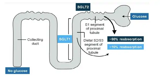 an outline of how SGLT-2 inhibitors impact renal excretion of glucose in the kidneys. 