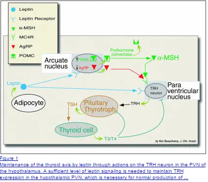 a schematic showing how leptin signaling impacts thyroid function. 