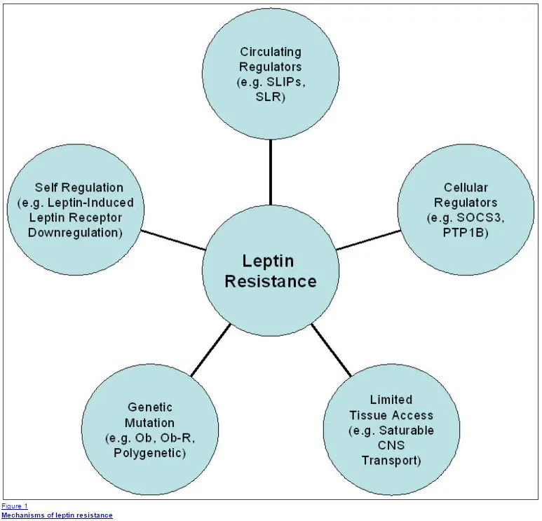 diagram showing how leptin resistance impacts various factors in the body to exert its negative effects. 