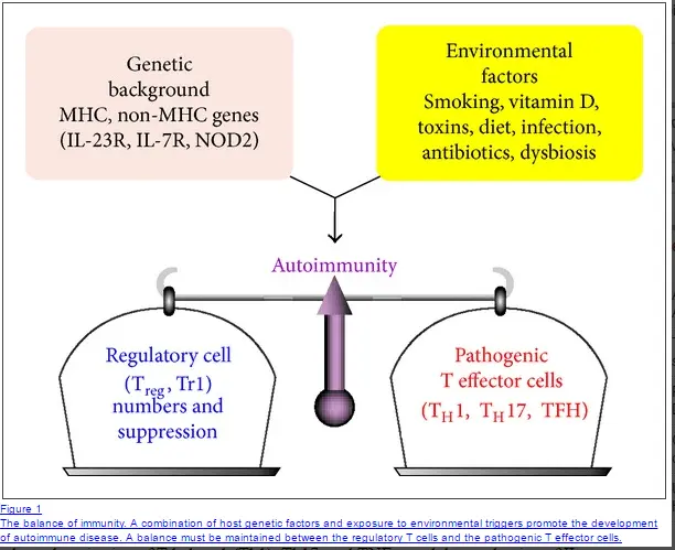 a figure which describes the relationship between environmental factors and genetics and how they both influence autoimmune risk. 