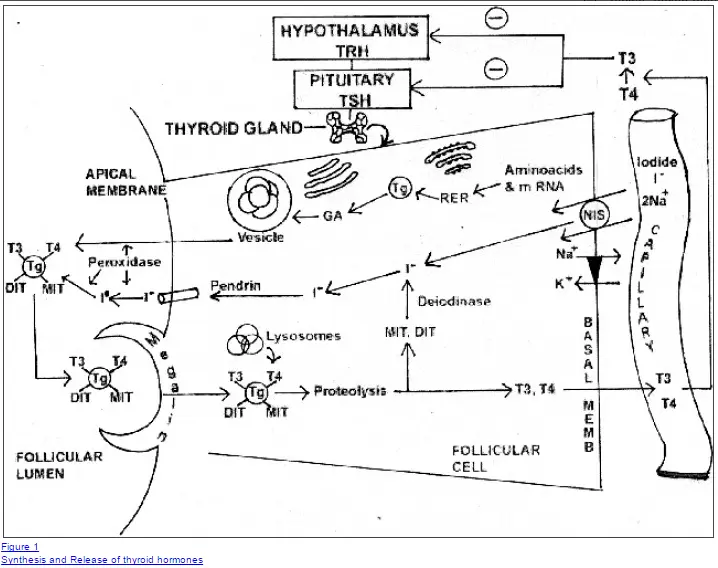 Iodine in the thyroid gland