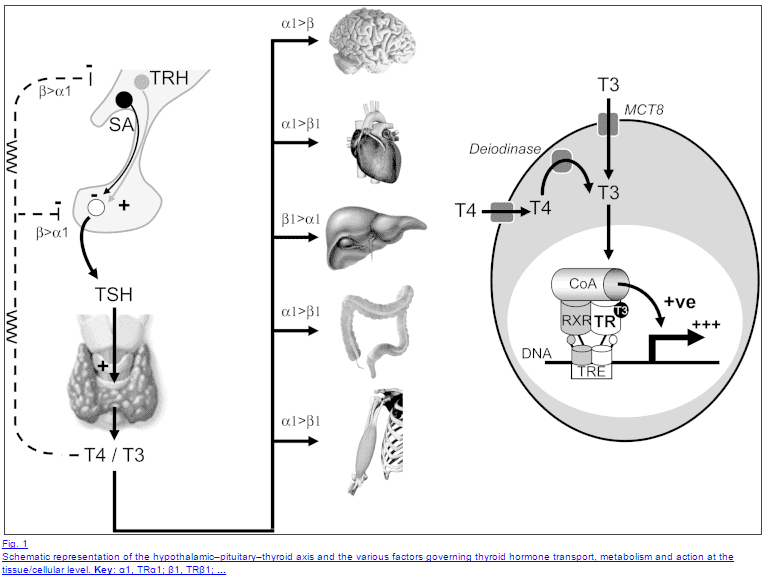 schematic of the hypothalamic-pituitary-thyroid axis and factors which influence thyroid hormone transport, metabolism, and cellular action. 