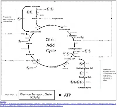 Vitamin B12 and energy production