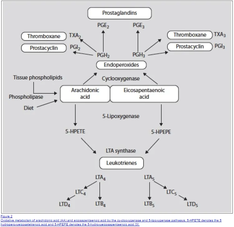 a complex diagram that shows the arachidonic acid pathway. 